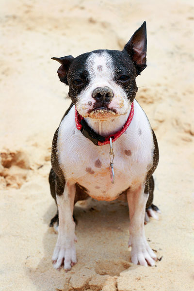 Boston Terriers on the Beach