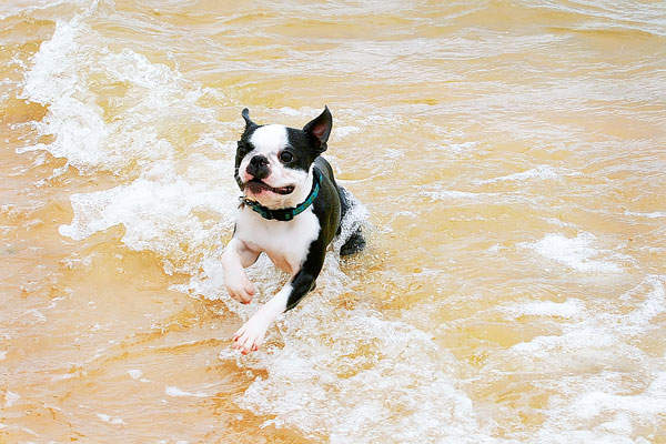 Boston Terriers on the Beach