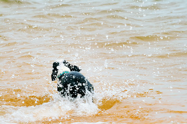 Boston Terriers on the Beach