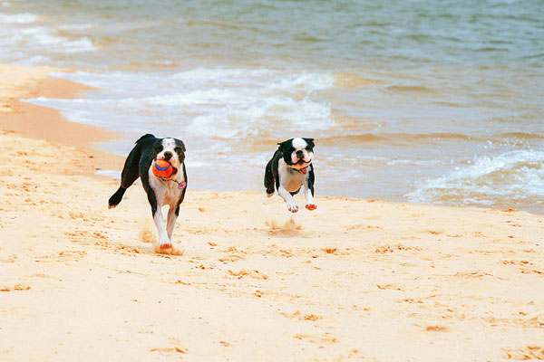 Boston Terriers on the Beach