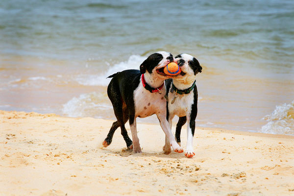 Boston Terriers on the Beach