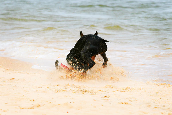 Boston Terriers on the Beach