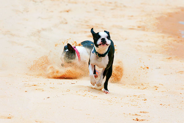 Boston Terriers on the Beach