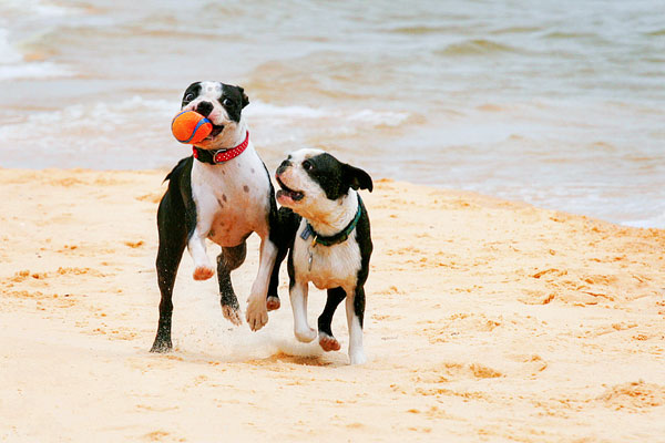 Boston Terriers on the Beach