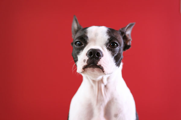 Boston Terrier Puppies