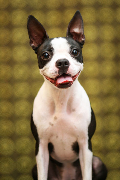 Boston Terrier Puppies