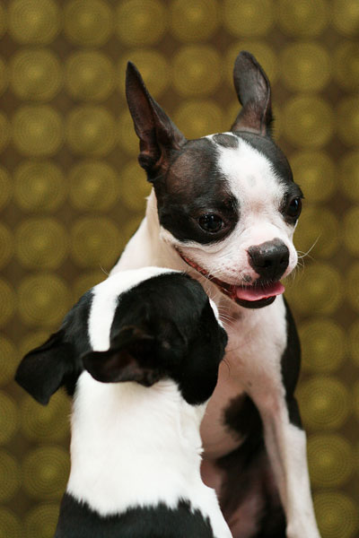 Boston Terrier Puppies