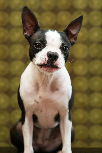 Boston Terrier Puppies