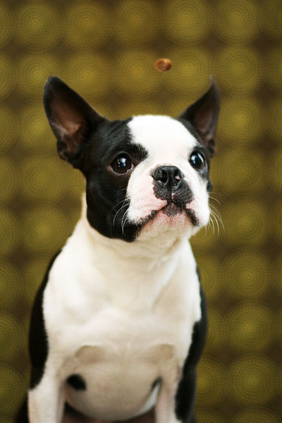 Boston Terrier Puppies