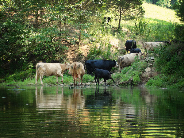 Elk River, Alabama