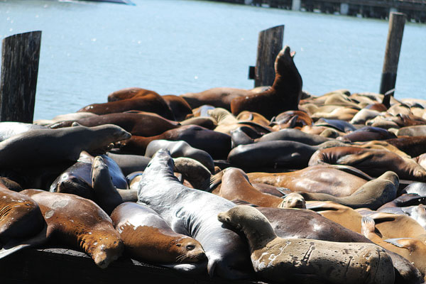 How Sea Lions are Just Like Puppies