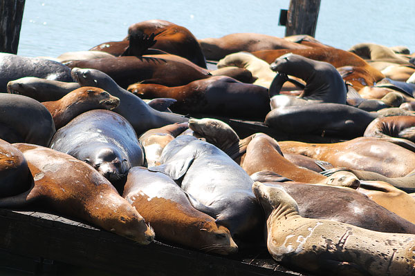 How Sea Lions are Just Like Puppies