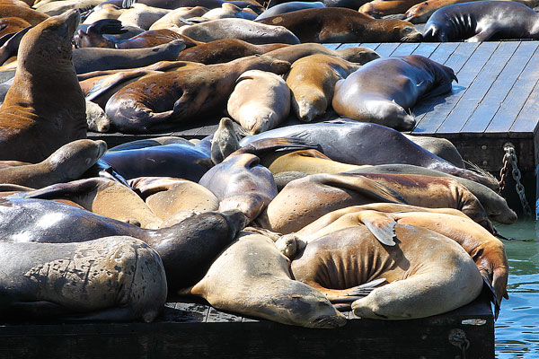 How Sea Lions are Just Like Puppies