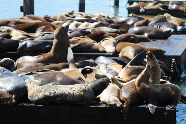 How Sea Lions are Just Like Puppies