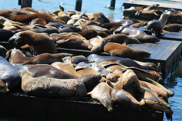 How Sea Lions are Just Like Puppies