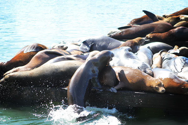 How Sea Lions are Just Like Puppies