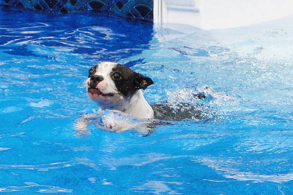 How Sea Lions are Just Like Puppies