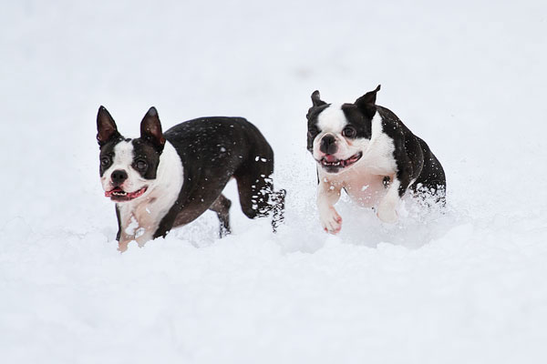 Boston Terriers in the Snow