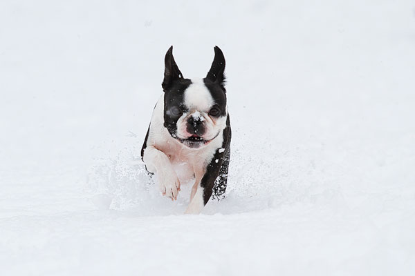 Boston Terriers in the Snow