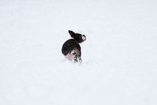 Boston Terriers in the Snow