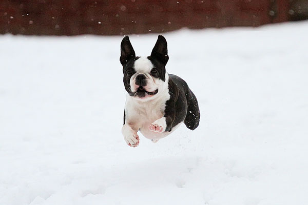 Boston Terriers in the Snow