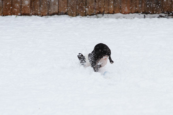 Boston Terriers in the Snow