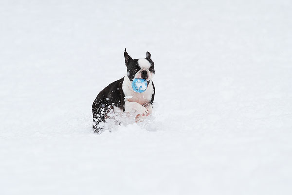 Boston Terriers in the Snow