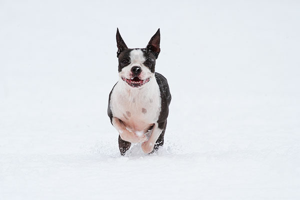 Boston Terriers in the Snow