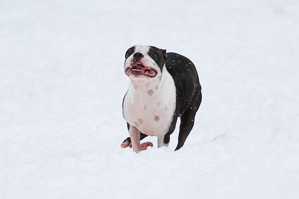 Boston Terriers in the Snow