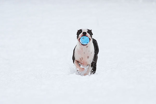 Boston Terriers in the Snow