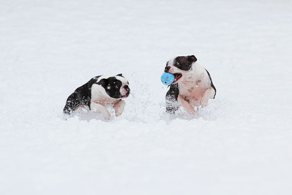 Boston Terriers in the Snow