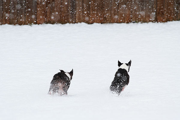 Boston Terriers in the Snow