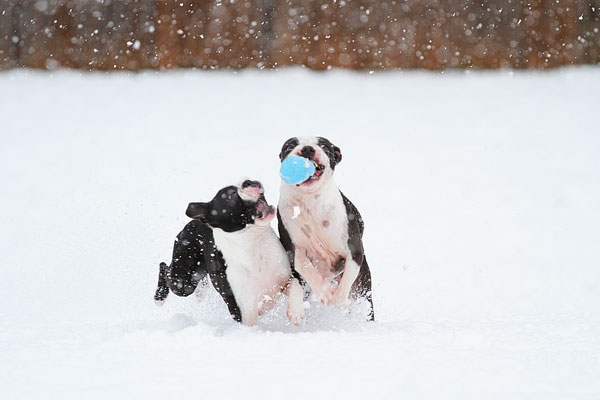 Boston Terriers in the Snow