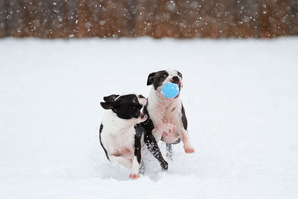 Boston Terriers in the Snow