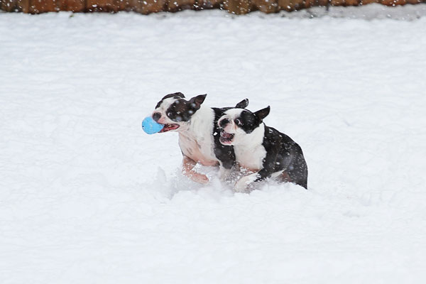 Boston Terriers in the Snow