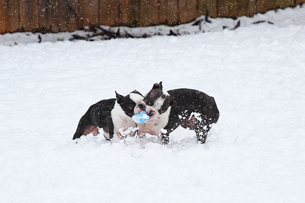 Boston Terriers in the Snow