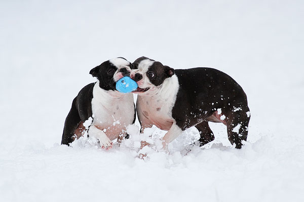 Boston Terriers in the Snow