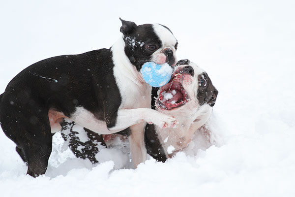 Boston Terriers in the Snow