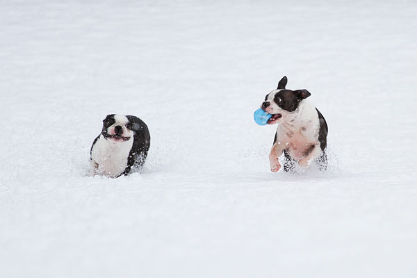 Boston Terriers in the Snow