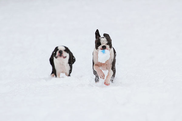 Boston Terriers in the Snow