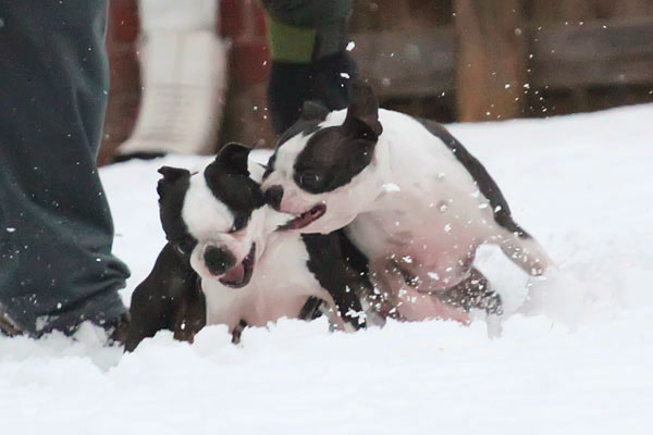 Boston Terriers in the Snow