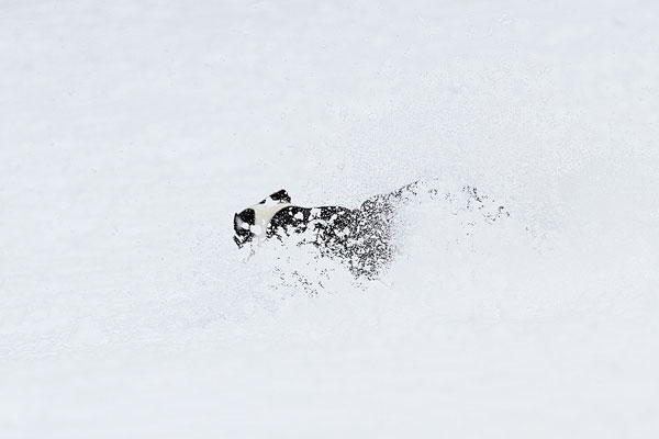 Boston Terriers in the Snow