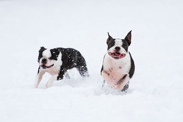 Boston Terriers in the Snow