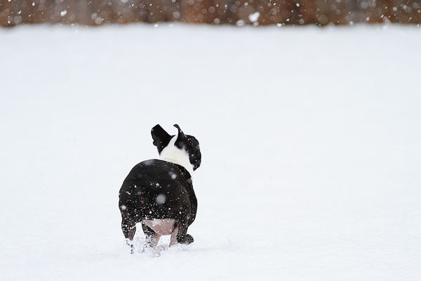 Boston Terriers in the Snow