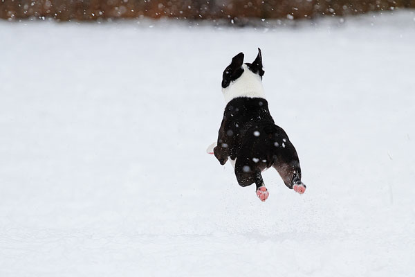 Action Photo of Our Dog Playing in The Snow