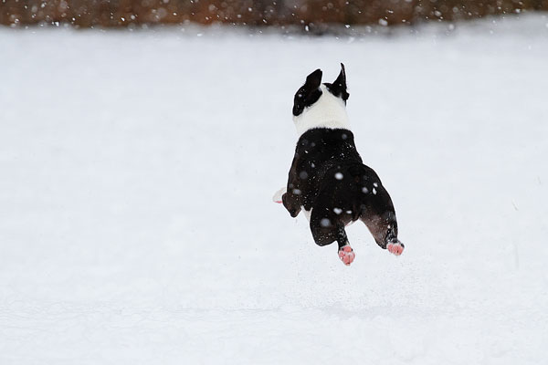 Boston Terriers in the Snow