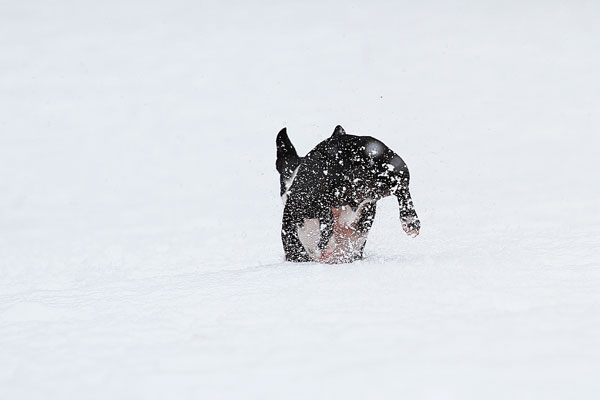 Boston Terriers in the Snow