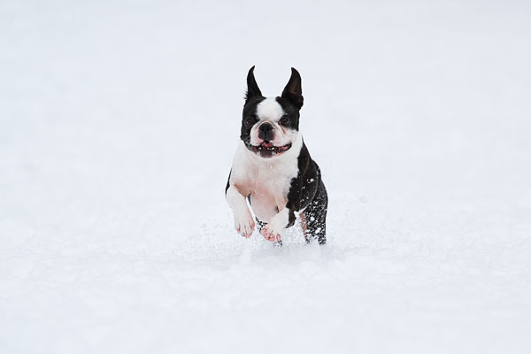 Boston Terriers in the Snow