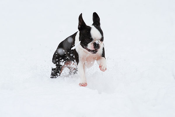 Boston Terriers in the Snow