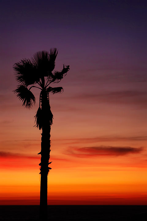 Silhouette of a Tree in Front of a Sunset